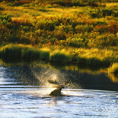 Moose shakes water off its antlers in a river