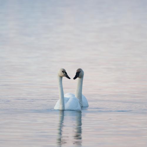 Two swans in the Yukon River