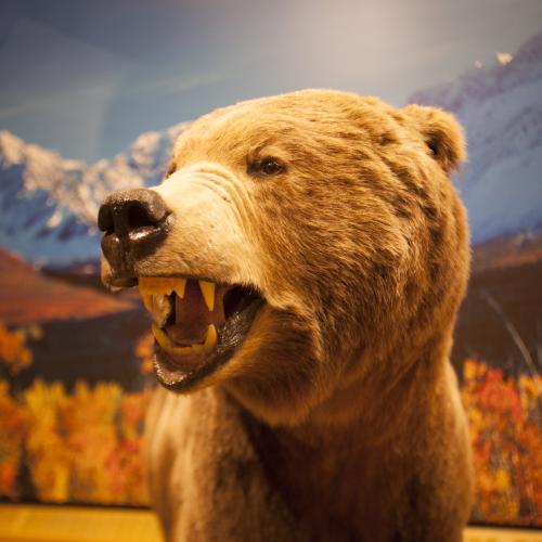 A taxidermy brown bear has its mouth open