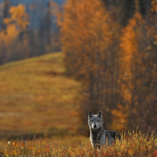 A wolf stands amongst the fall colours