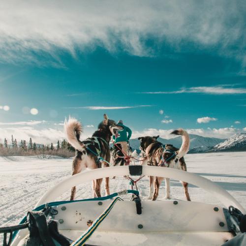 The view from a dogsled with the team in front