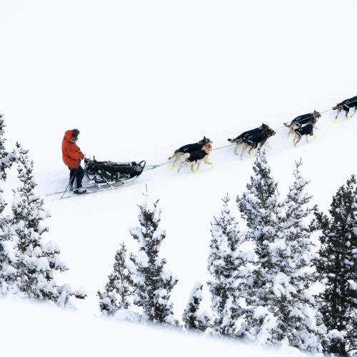 Yukon quest dog team