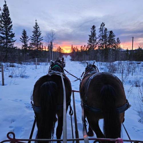 Horse drawn sleigh at sunset