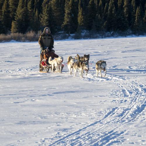 dog sledding on a frozen lake.