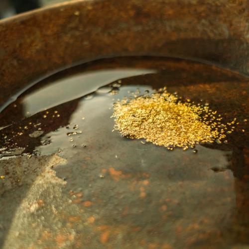 Close up image of a gold pan with gold nuggets in it. 