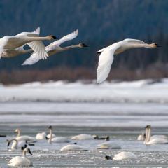 Trumpeter-swans-at-swan-haven