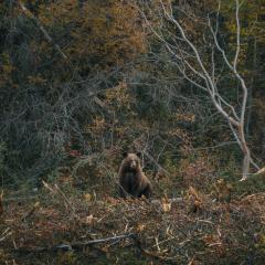 Black bear in the southern lakes