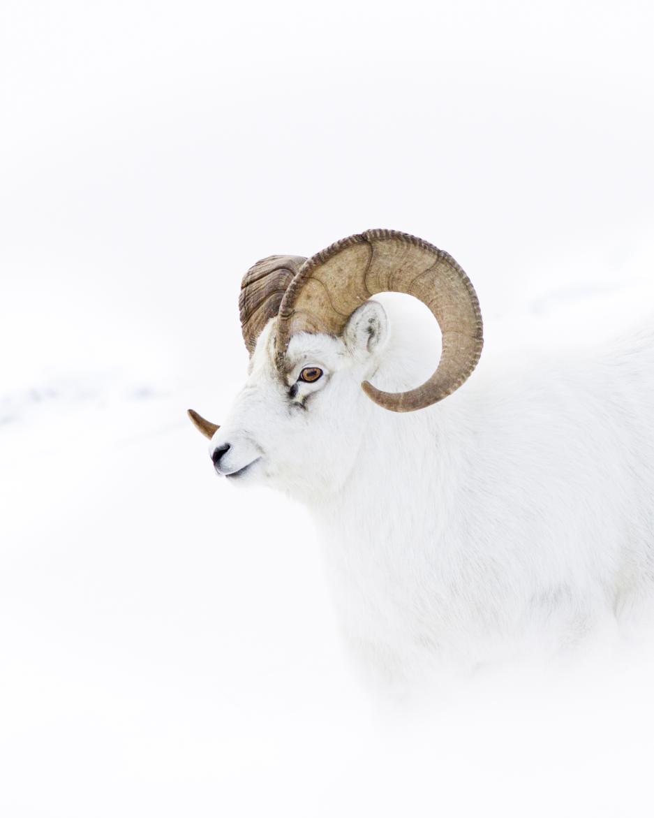 Dahl sheep in the snow