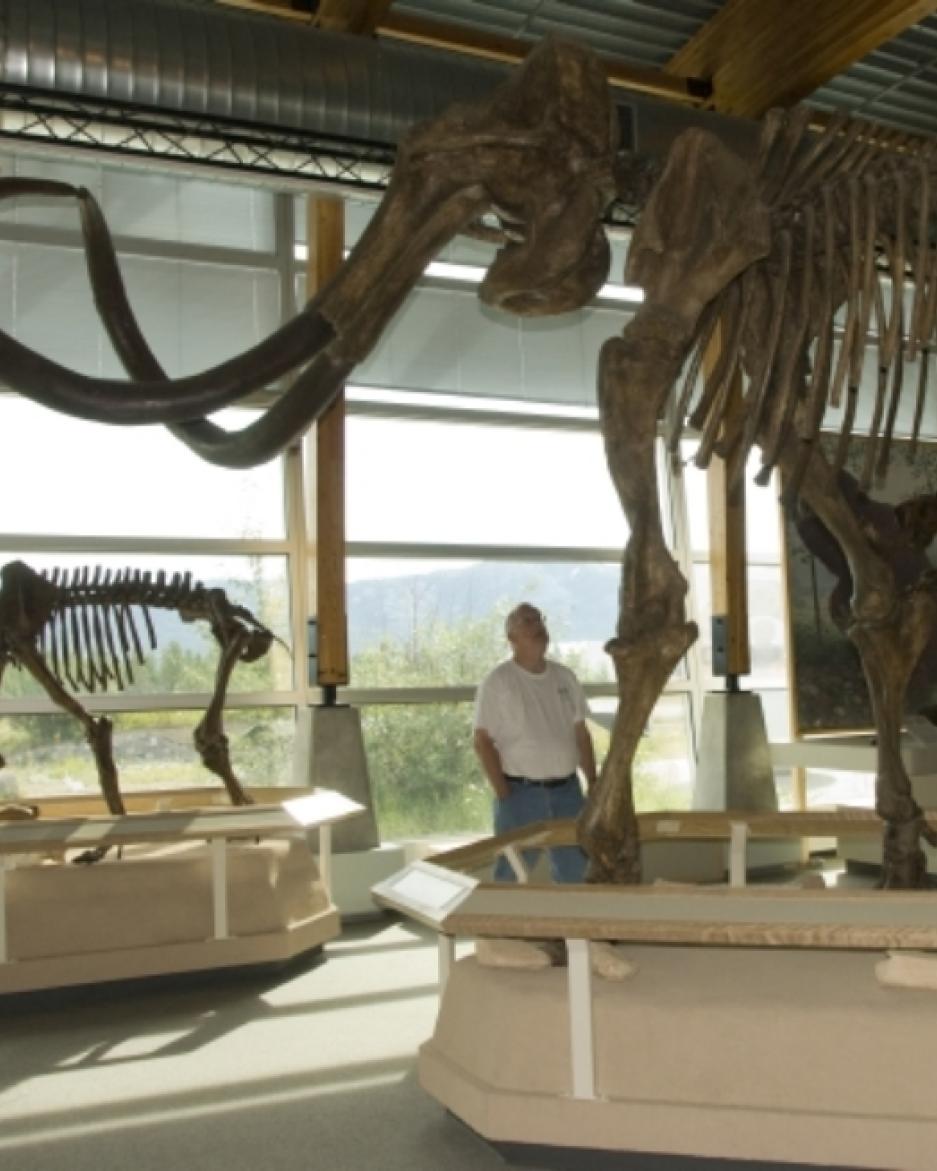 mammoth2@2x.jpg