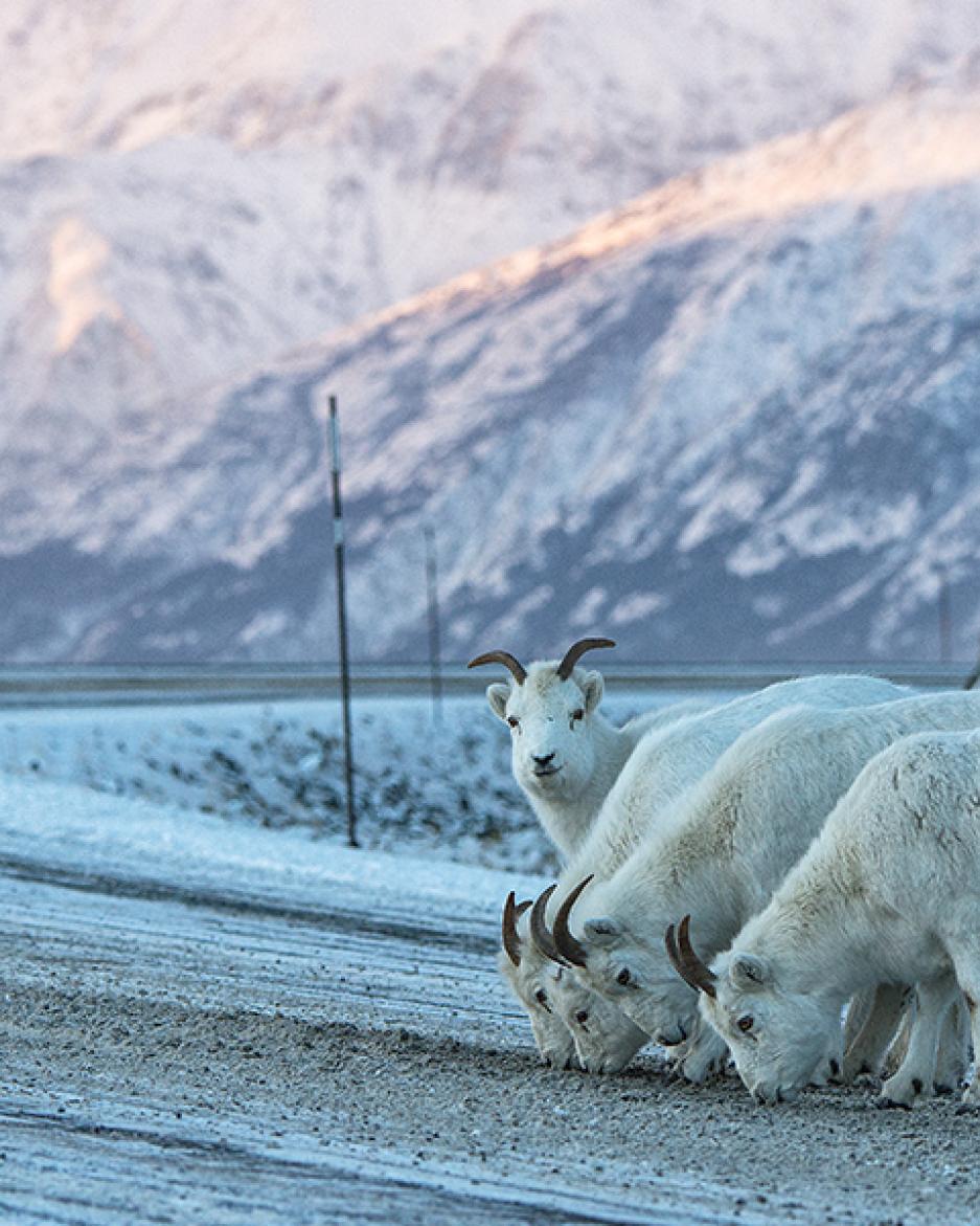 We-fought-the-road-sheep-alaska-highway-winter.jpg