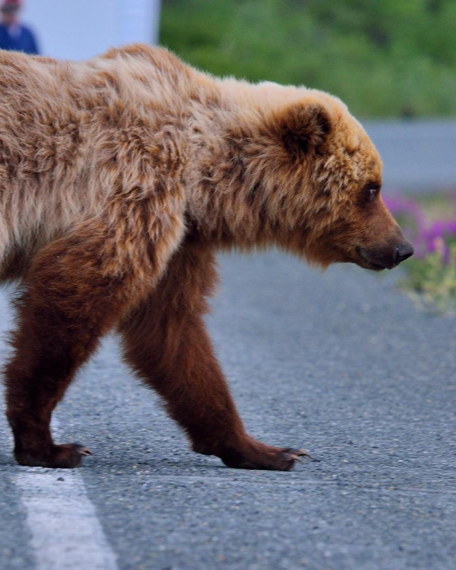 Bear crossing the highway