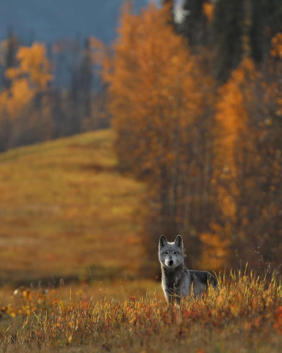 A wolf stands amongst the fall colours