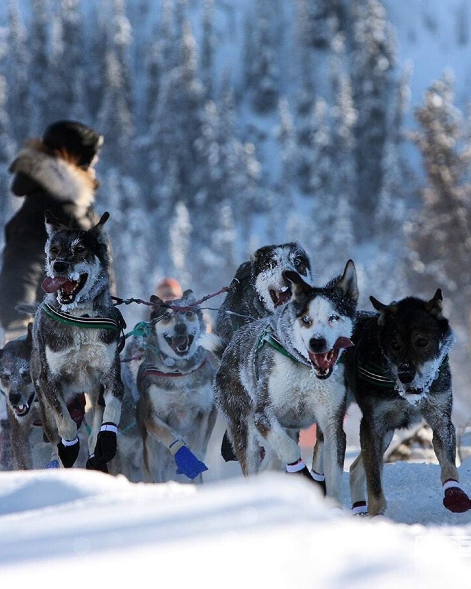 Excited dog team pulls musher across snowy Yukon landscape