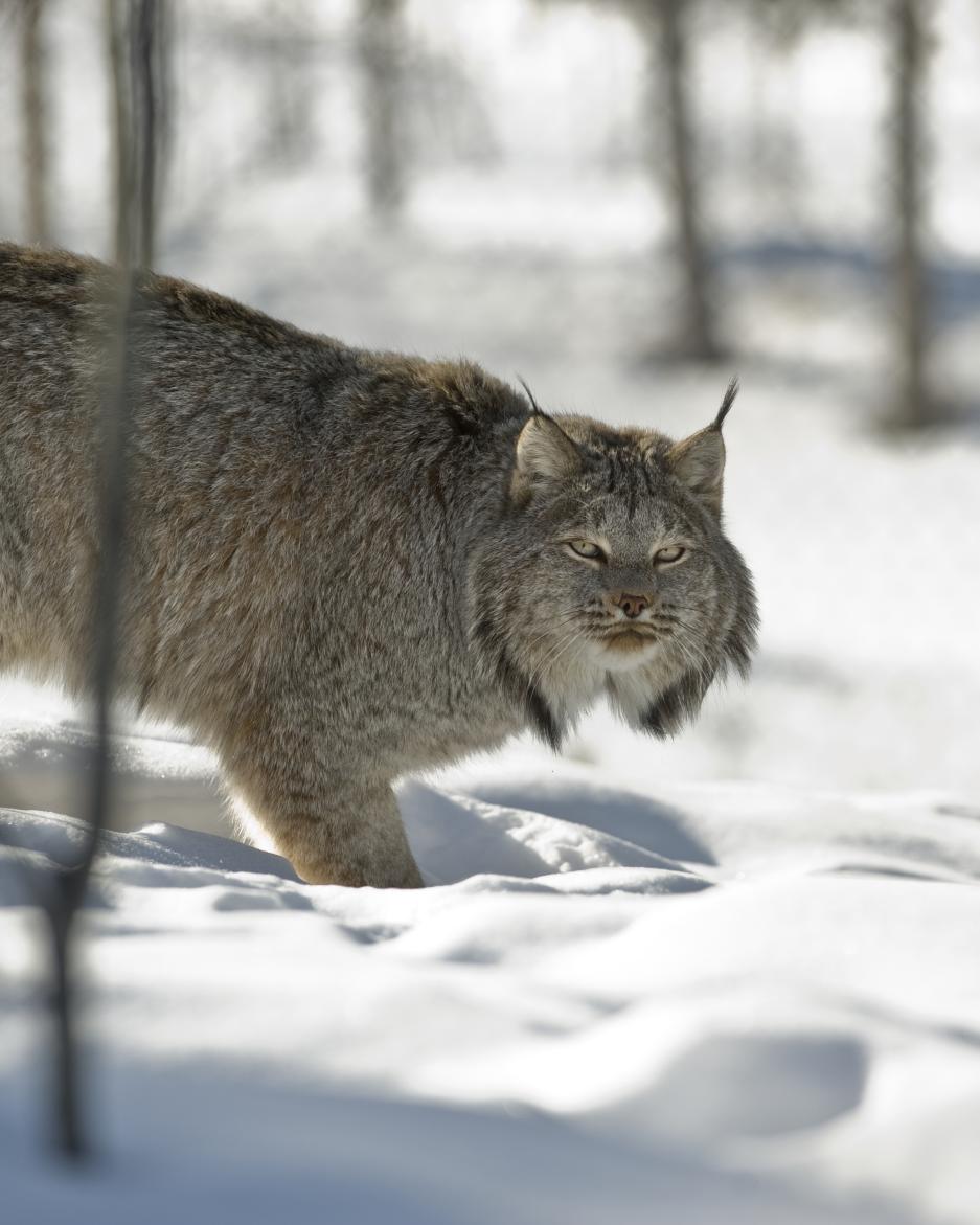 A lynx in the snow at the Yukon Wildlife Preserve