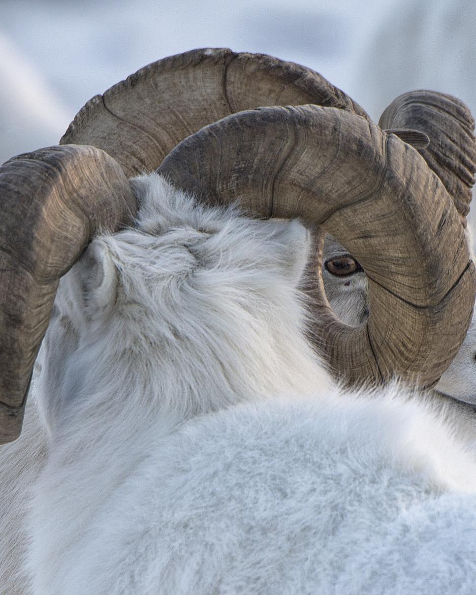 Dall sheep rub horns