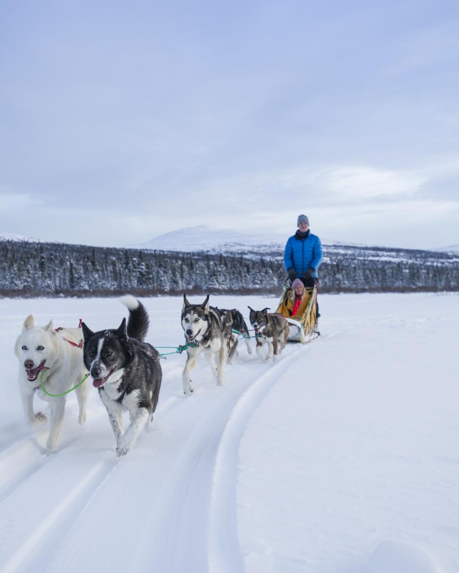 A team of happy sled dogs pulls two people in a sled
