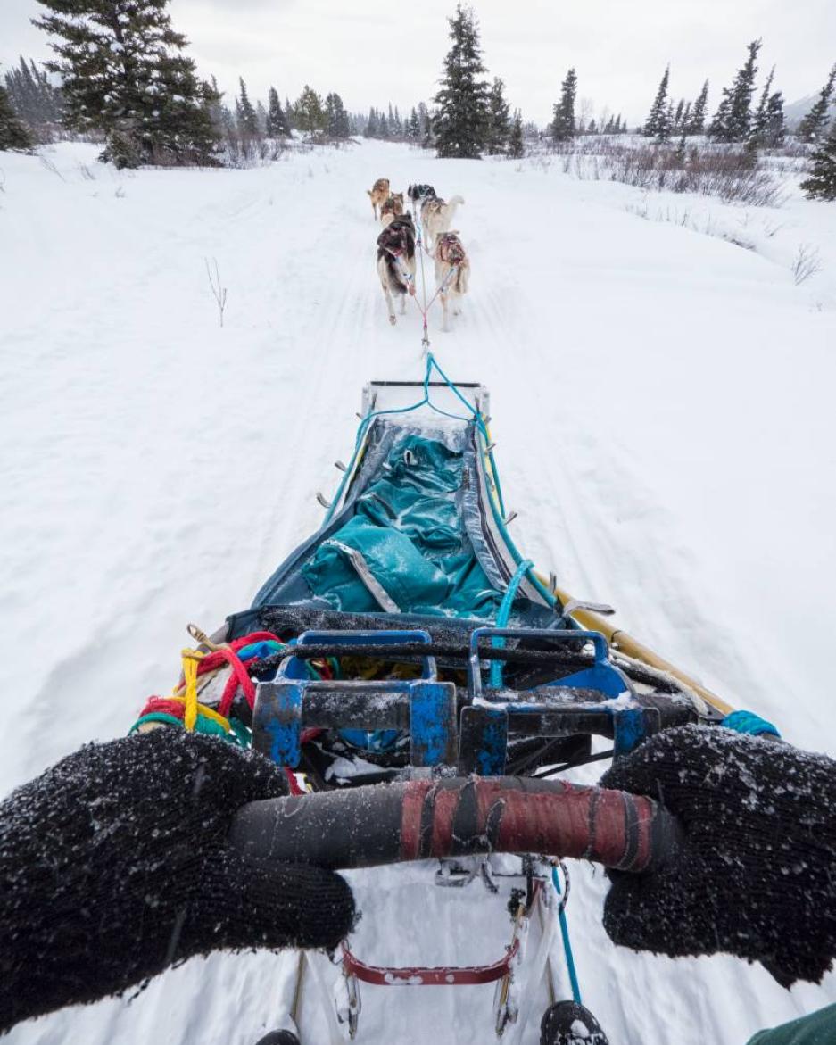 A blue sled is being pulled across the snow by a pack of sled dogs
