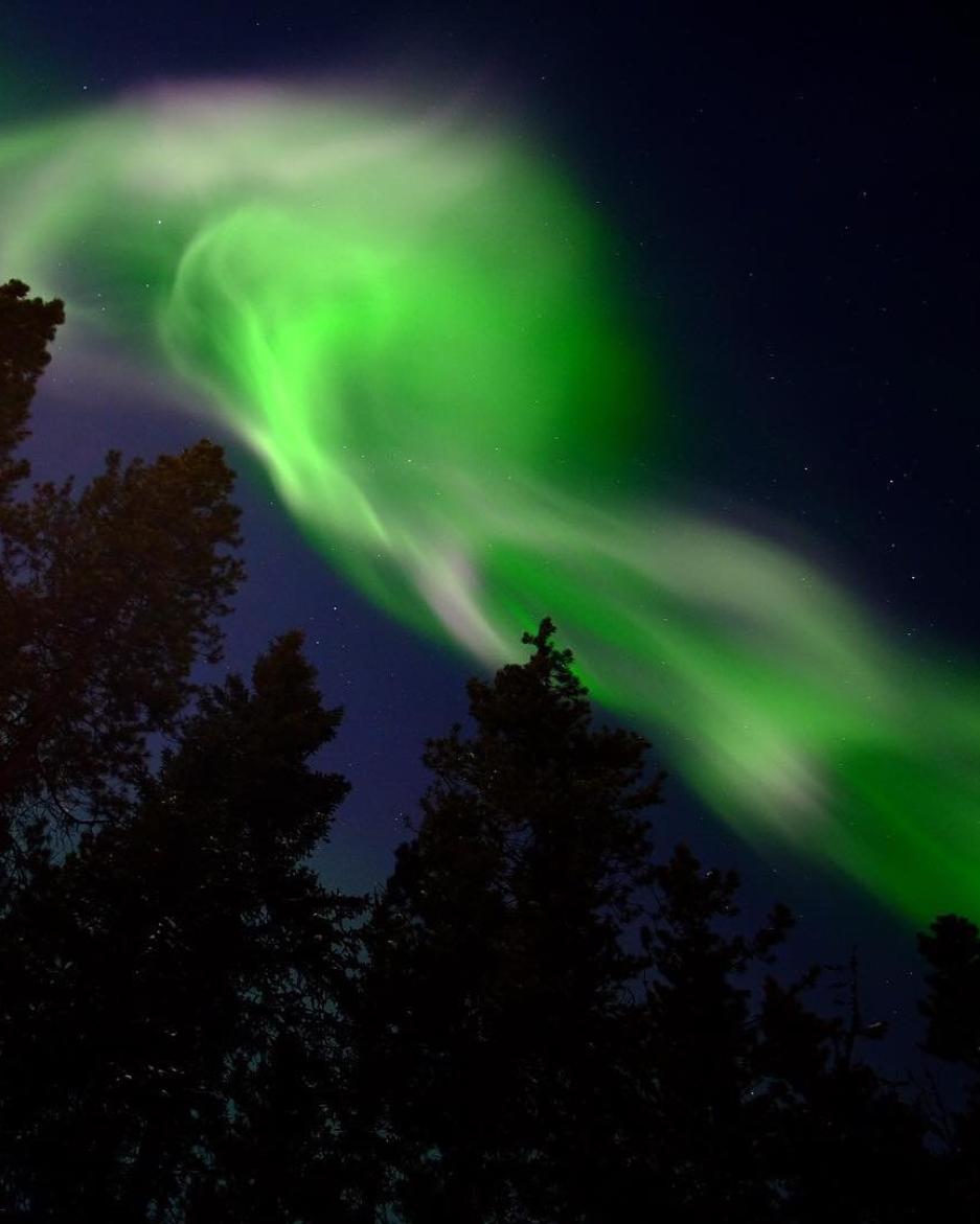 Dark green aurora shines over evergreen trees