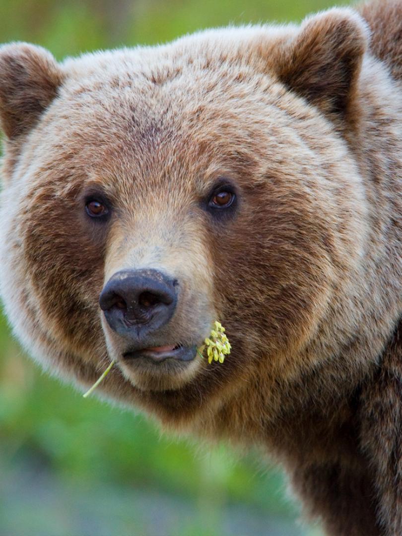 results-bear.jpg