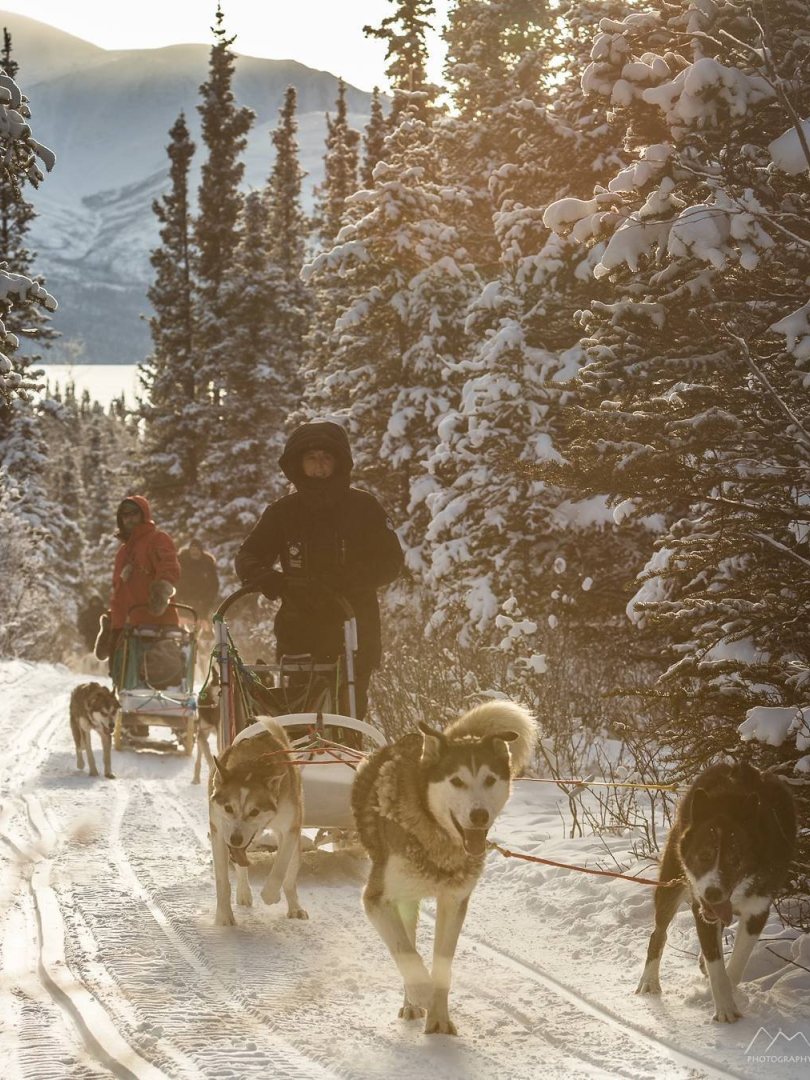 Dog ride