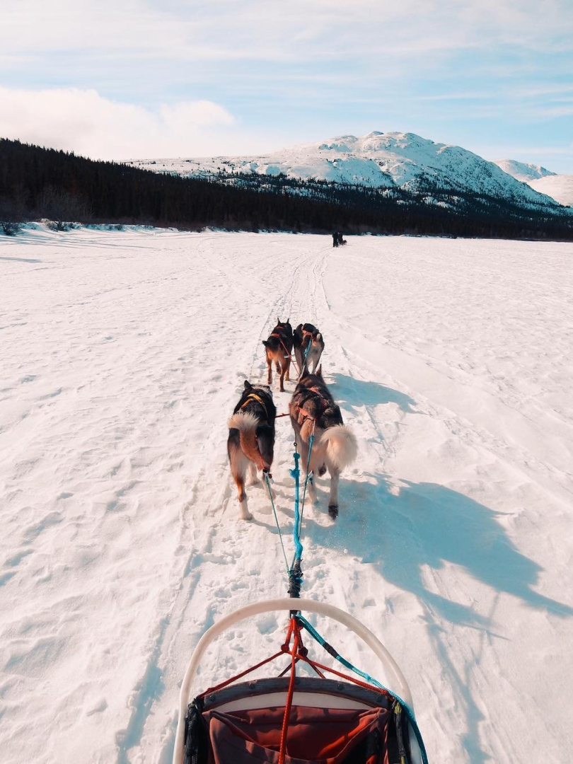 Riding with a team of sled dogs