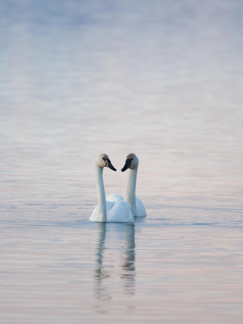 Two swans in the Yukon River