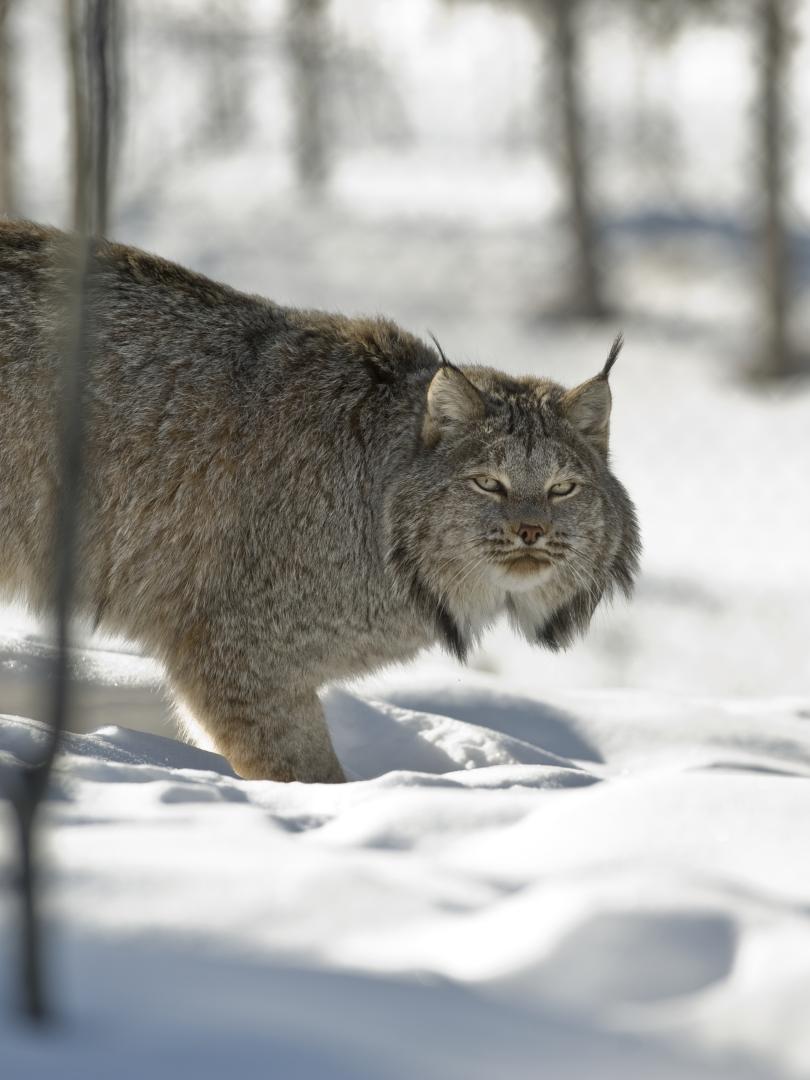A lynx in the snow at the Yukon Wildlife Preserve