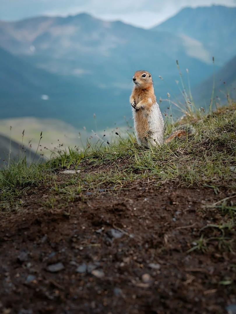 A ground squirrel stands with a mountain valley in the background