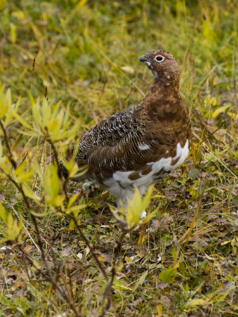 A ptarmigan walks through the brush within Tombstone Territorial Park