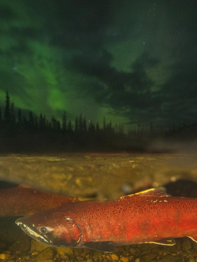 A salmon swims in a river under the northern lights