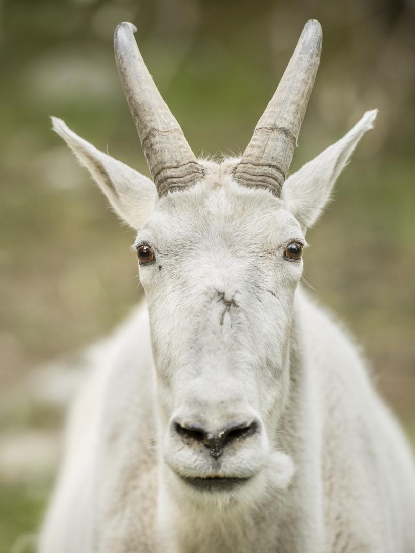 A close-up photo of a white mountain goat