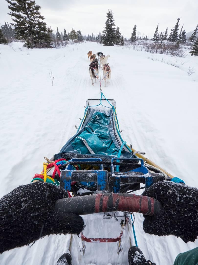 A blue sled is being pulled across the snow by a pack of sled dogs