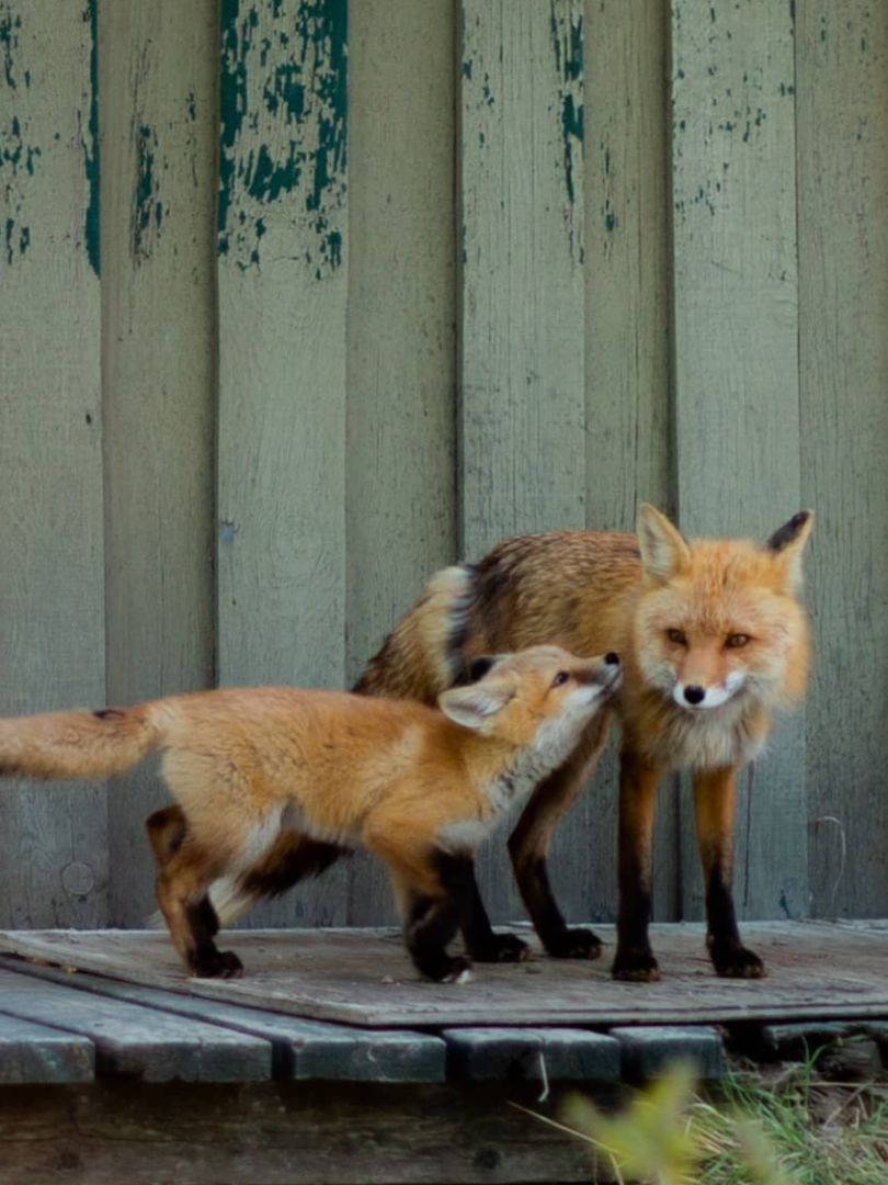 A baby fox kisses its mama