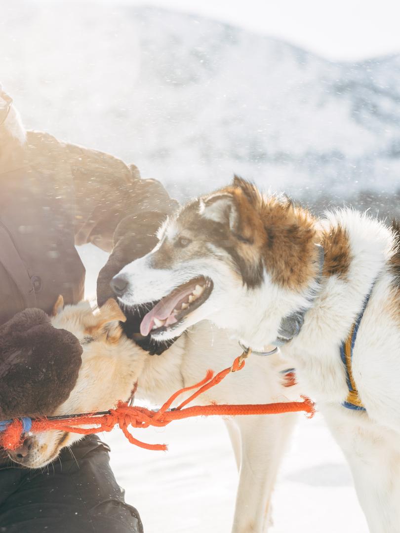 yukonadventureco-sled-dog-winter