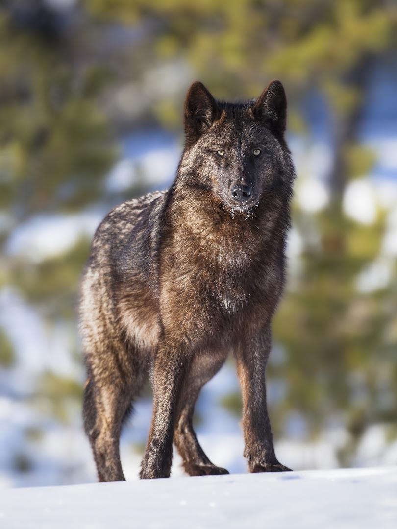 Yukon Black Wolf