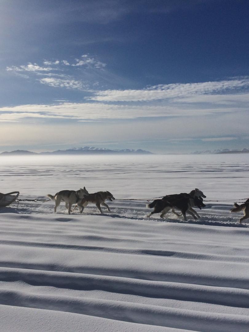 Dog team with musher sledding across a frozen lake in winter
