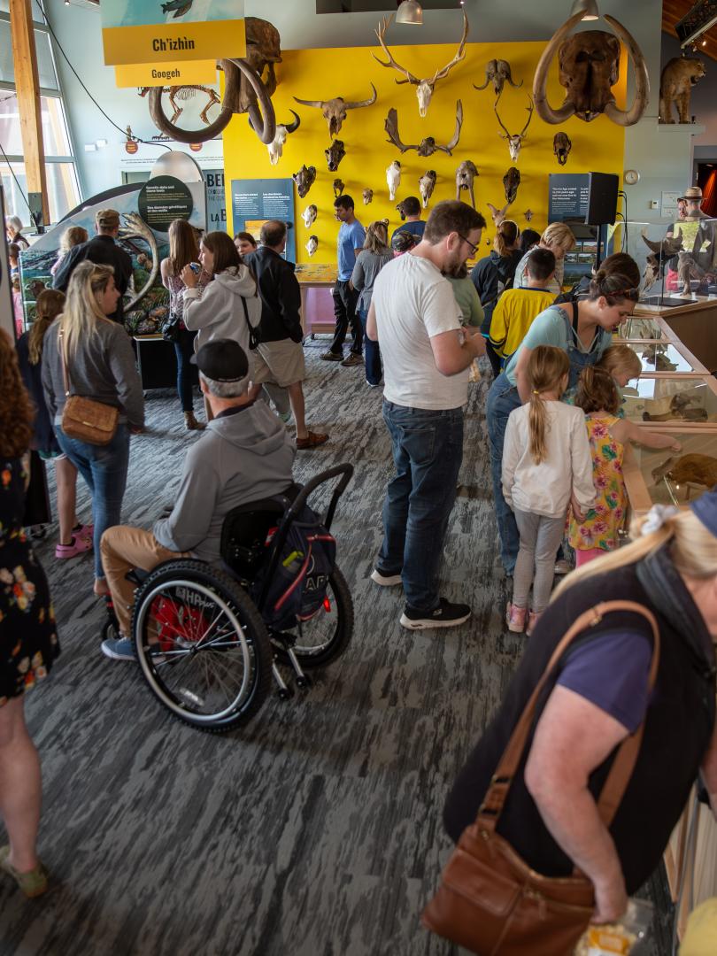 This image shows the newly renovated main exhibit hall at the Yukon Beringia Interpretive Centre. There are many people looking at the exhibits. In the background you can see a tall yellow wall. There are skulls of ice age animals mounted on the wall. On the right you can see a large mural depicting the ice age and a series of display cases that contain fossils. On the left there are floor to ceiling windows. There are also two more exhibits. One exhibit has a bas relief sculpture of a giant beaver on it. 