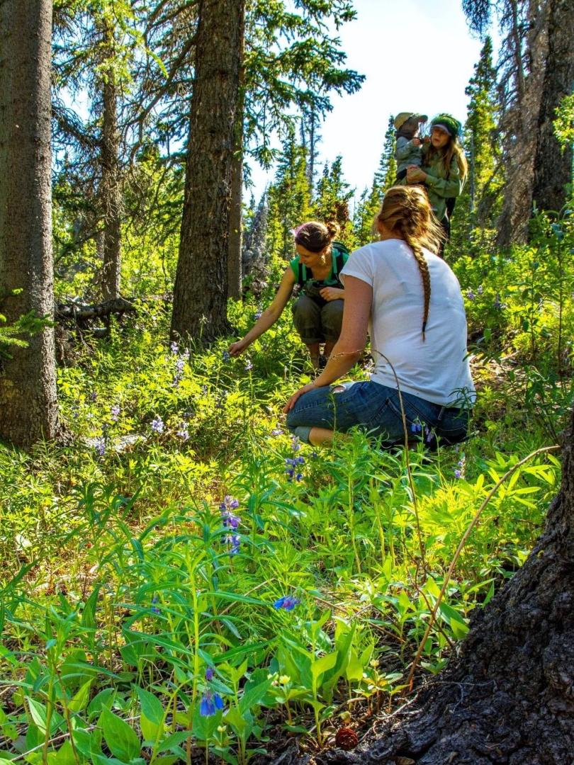 Learning about plants in the woods