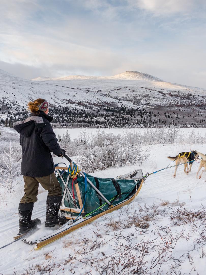 Dog Sledding In the Yukon