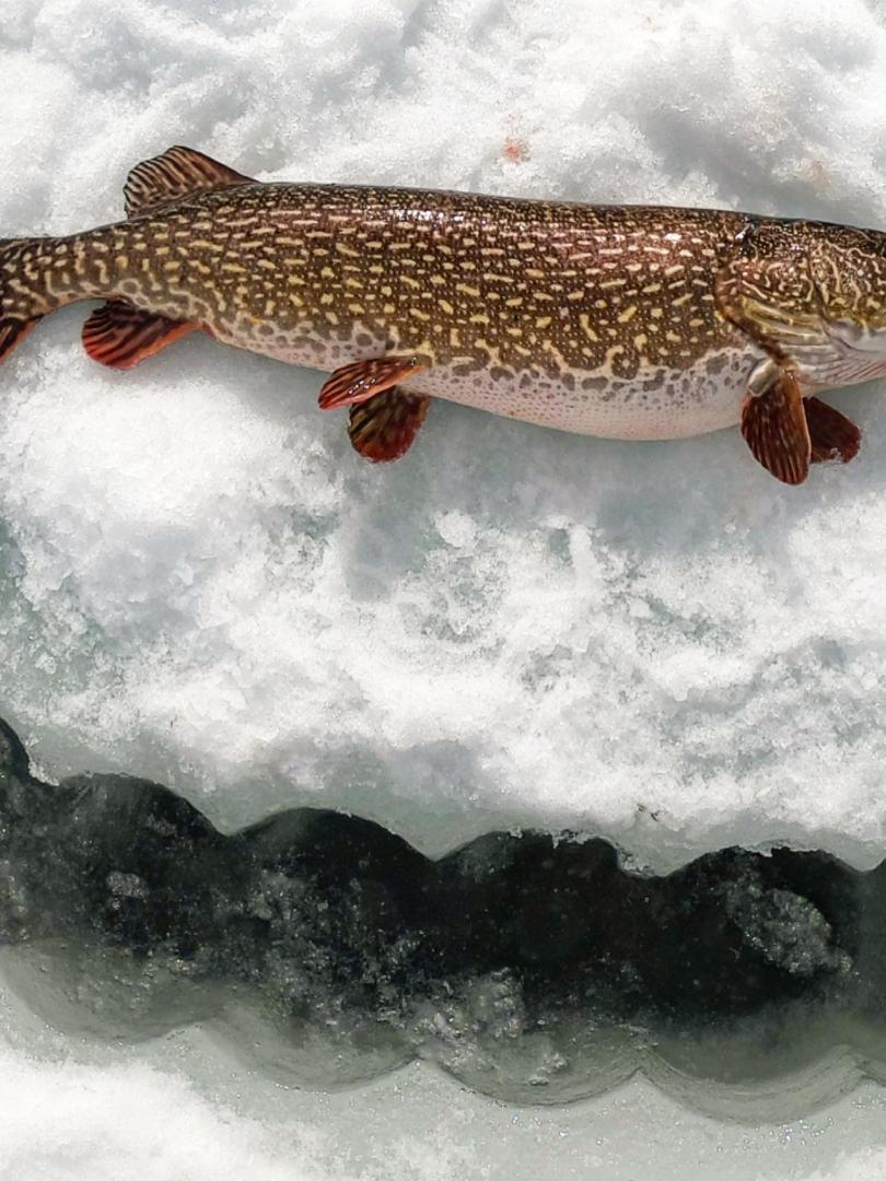 Big Pike