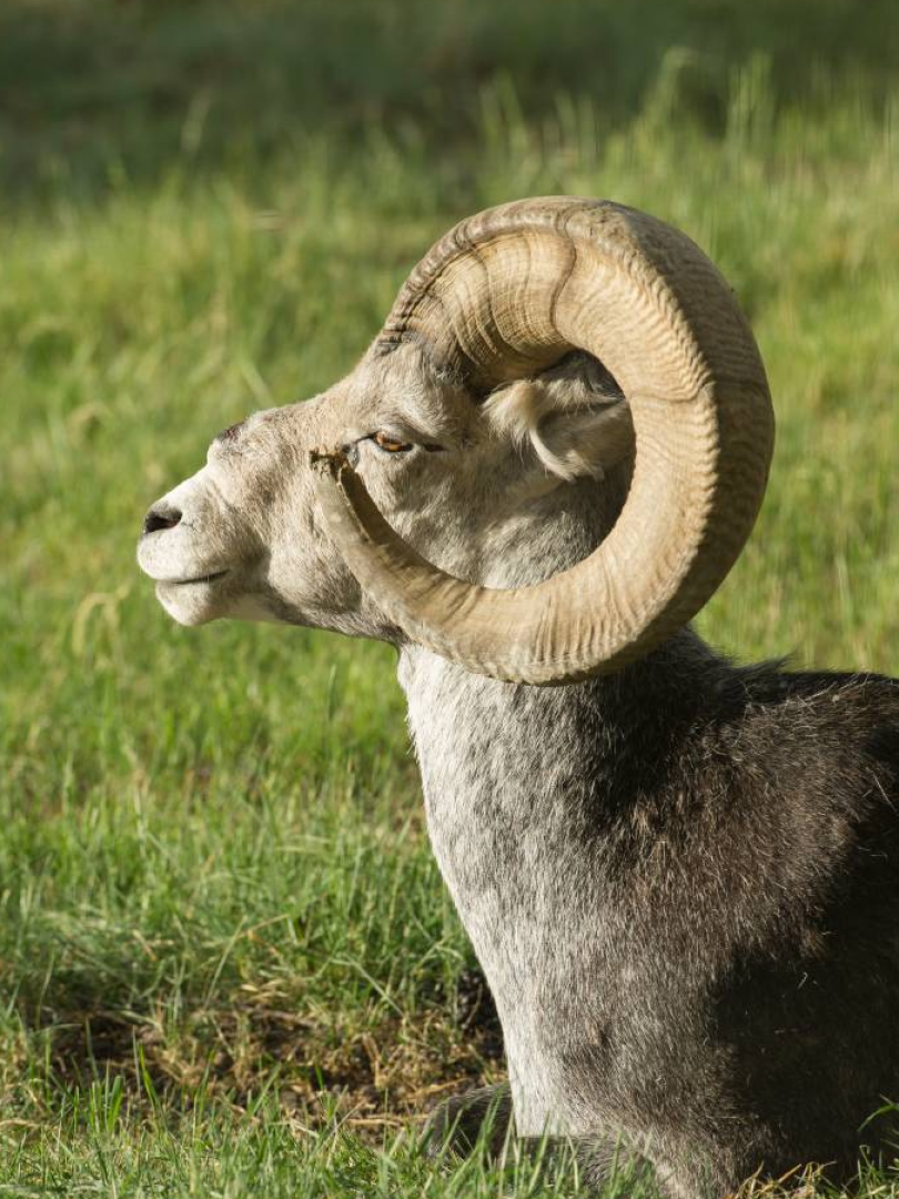 A dall sheep with a large, perfectly circular horn 