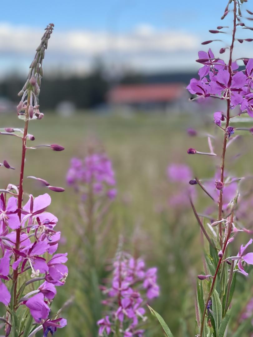 Fireweed