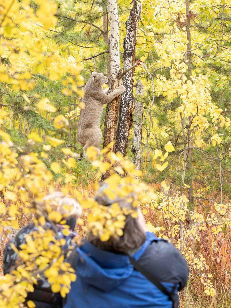 people take photos of a lynx climbing a tree in spectacular yellow and green fall colours.