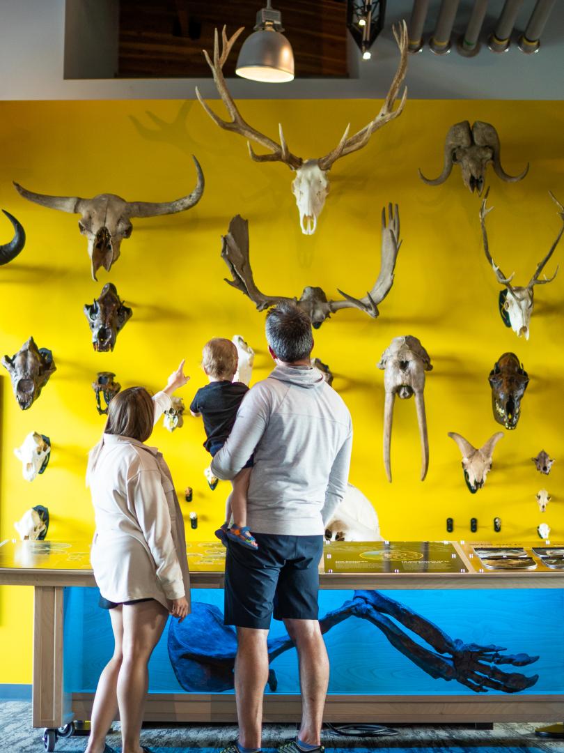 A young family looks at an exhibit at the Beringia Centre