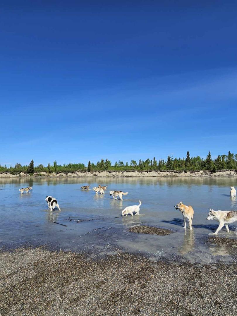 dogs walking loose in water
