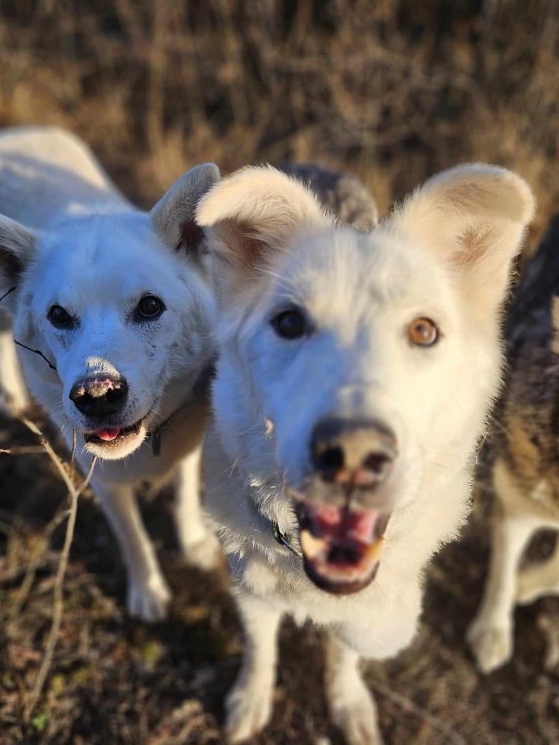 3 happy dogs looking up at the camera