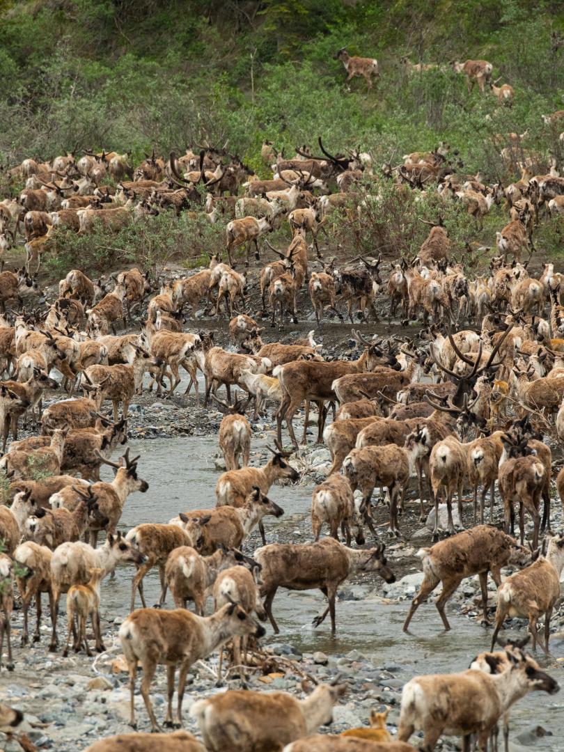 caribou herd in ivvavik