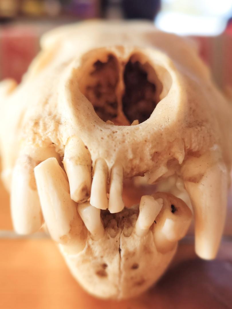A very old wolverine skull, front view