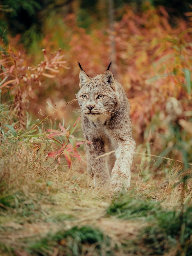 Canada Lynx Yukon Wildlife Preserve Fall colours
