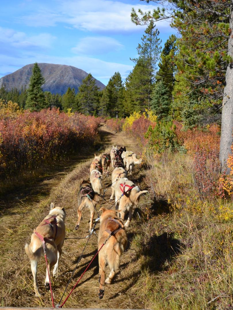 A 12 dog team 